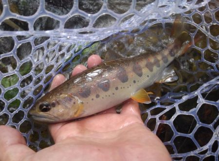 大増水の渓で苦戦